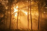 Sunlit forest in the morning 