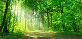 Harmonijna zieleń lasu