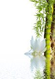 bambou asiatique et lotus blanc 