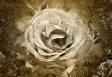 Altes Foto - Die Rose 