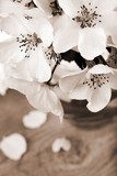 Flower of apple tree, processed in vintage sepia color 