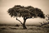 Lone acacia tree with gazelles in sepia 