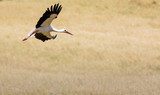 A Stork in flight in Suwalki Landscape Park, Poland. 