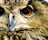 Closeup Owl 