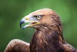 Golden Eagle crossed with a Russian Steepe Eagle 