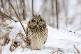 Short Eared Owl 