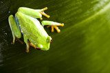 Frog on the leaf  