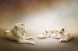 White lion family 