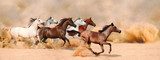 Horses herd running in the sand storm 