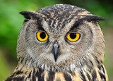 Eagle Owl, Bubo bubo 