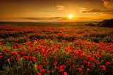 Poppy field at sunset 