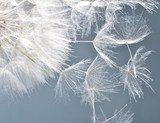 Dandelion clock: wishes and dreams    :) 