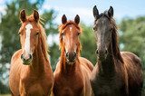 Group of three young horses on the pasture 