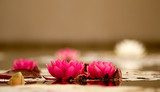 Beautiful Pink Lotus, 