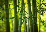 Bamboo forest background 