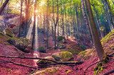 Autumn morning in mystical woods.