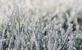 Close up frozen ice on grass