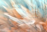 Colorful chicken feathers in soft and blur style, background is for backdrop design