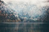 Foggy Coniferous Forest and lake wild landscape Travel serene scenic view