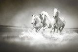 Galop białych koni w mglistym pejzażu