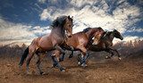Galop dzikich koni pod niebem