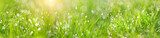 Green grass abstract blurred background. beautiful juicy young grass  in sunlight rays. green leaf macro. Bright fresh Summer or spring nature background. Panoramic banner. copy space