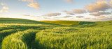 Green, spring field, panorama