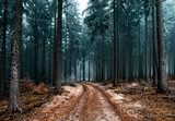 Jesienny spacer mglistą ścieżką