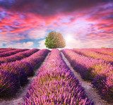 Lavender flower blooming scented fields