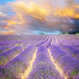 Lavender flowers field rows with spectacular blue and pink sunset sky with rainbow, Provence, France
