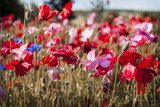 Letni taniec maków na łące