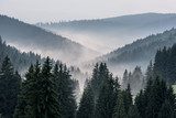 Mglisty Krajobraz Górskiego Lasu