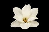 Monotematycznie - magnolia