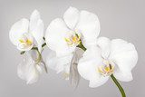 Myśl w stronę białej orchidei