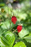 Naturalna świeżość leśnych owoców