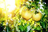 Naturalna zieleń z owocami gruszy