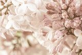 Pale pink beige neutral color little lilac flowers and closed buds on blur floral background for wedding invitation or romantic wallpaper macro