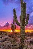 Saguaro Cactus at Sunset In Desert Preserve in Scottsdale, Arizona