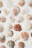 Sea shells pattern on white background. Flat lay, top view texture.