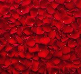 Skąpane w płatkach czerwonych róż 