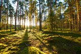 Słoneczne lasowe światło o zachodzie