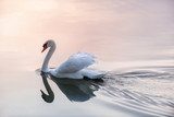 Sunset swan