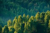 Świetliste wzgórza i zieleń lasu
