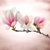 Symfonia magnolii w wiosennym świetle