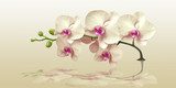 Tańcząca orchidea w beżu