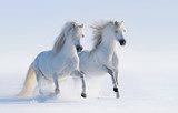 Two galloping snow-white horses