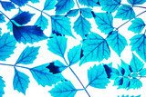 W niebieskich konceptach liści