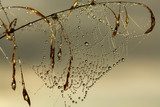 W sieciach leśnych pająków