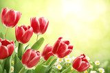 Wiosenna kompozycja czerwonych tulipanów