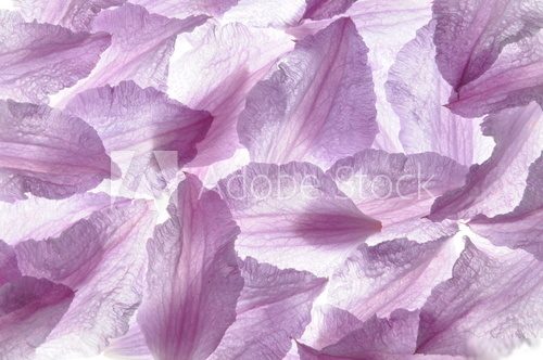Clematis violet petals as background